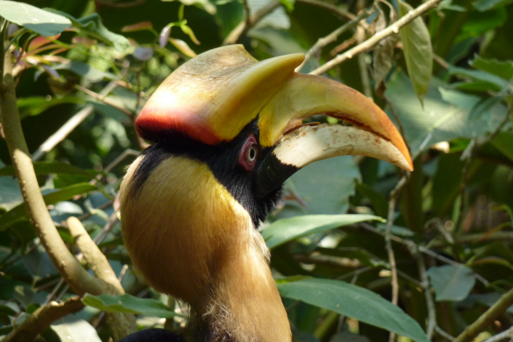 Der Kopf eines exotischen Vogels vor Blätterhintergrund